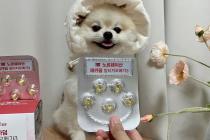 국내 1위 판매 반려동물 오메가3 레카덤 약국 독점 판매!!